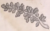 An illustration from Conr. Gesneri Tigurini medicinæ et philosophiae professoris in Schola Tigurina, Historiæ animalium liber II : qui est de quadrupedibus ouiparis (1586)