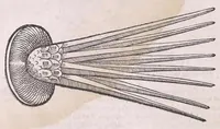 Picture 14 of 28 from Conr. Gesneri Tigurini medicinæ et philosophiae professoris in Schola Tigurina, Historiæ animalium liber II : qui est de quadrupedibus ouiparis (1586), leaf 566