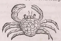 Picture 16 of 28 from Conr. Gesneri Tigurini medicinæ et philosophiae professoris in Schola Tigurina, Historiæ animalium liber II : qui est de quadrupedibus ouiparis (1586), leaf 574