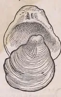 An illustration from Conr. Gesneri Tigurini medicinæ et philosophiae professoris in Schola Tigurina, Historiæ animalium liber II : qui est de quadrupedibus ouiparis (1586)