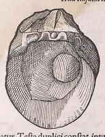 Picture 18 of 28 from Conr. Gesneri Tigurini medicinæ et philosophiae professoris in Schola Tigurina, Historiæ animalium liber II : qui est de quadrupedibus ouiparis (1586), leaf 594