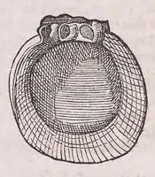 An illustration from Conr. Gesneri Tigurini medicinæ et philosophiae professoris in Schola Tigurina, Historiæ animalium liber II : qui est de quadrupedibus ouiparis (1586)