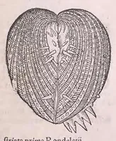 Picture 21 of 28 from Conr. Gesneri Tigurini medicinæ et philosophiae professoris in Schola Tigurina, Historiæ animalium liber II : qui est de quadrupedibus ouiparis (1586), leaf 603