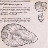 An illustration from Conr. Gesneri Tigurini medicinæ et philosophiae professoris in Schola Tigurina, Historiæ animalium liber II : qui est de quadrupedibus ouiparis (1586)