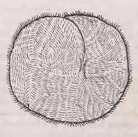 Picture 25 of 28 from Conr. Gesneri Tigurini medicinæ et philosophiae professoris in Schola Tigurina, Historiæ animalium liber II : qui est de quadrupedibus ouiparis (1586), leaf 634