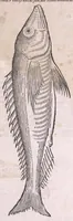 An illustration from Conr. Gesneri Tigurini medicinæ et philosophiae professoris in Schola Tigurina, Historiæ animalium liber II : qui est de quadrupedibus ouiparis (1586)