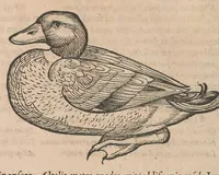 An illustration from Conr. Gesneri Tigurini, medicinae et philosophiae professoris in Schola Tigurina, Historiae animalium liber III : qui est De auium natura (1585)