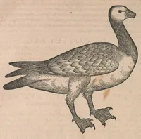 An illustration from Conr. Gesneri Tigurini, medicinae et philosophiae professoris in Schola Tigurina, Historiae animalium liber III : qui est De auium natura (1585)