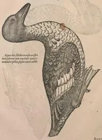 Picture 8 of 16 from Conr. Gesneri Tigurini, medicinae et philosophiae professoris in Schola Tigurina, Historiae animalium liber III : qui est De auium natura (1585), leaf 133
