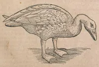 An illustration from Conr. Gesneri Tigurini, medicinae et philosophiae professoris in Schola Tigurina, Historiae animalium liber III : qui est De auium natura (1585)