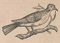 An illustration from Conr. Gesneri Tigurini, medicinae et philosophiae professoris in Schola Tigurina, Historiae animalium liber III : qui est De auium natura (1585)