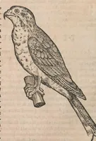 An illustration from Conr. Gesneri Tigurini, medicinae et philosophiae professoris in Schola Tigurina, Historiae animalium liber III : qui est De auium natura (1585)