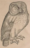 An illustration from Conr. Gesneri Tigurini, medicinae et philosophiae professoris in Schola Tigurina, Historiae animalium liber III : qui est De auium natura (1585)