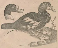 An illustration from Conr. Gesneri Tigurini, medicinae et philosophiae professoris in Schola Tigurina, Historiae animalium liber III : qui est De auium natura (1585)