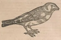 An illustration from Conr. Gesneri Tigurini, medicinae et philosophiae professoris in Schola Tigurina, Historiae animalium liber II : qui est De quadrupedibus ouiparis (1586)