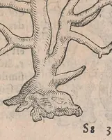 An illustration from Conradi Gesneri De rerum fossilium, lapidum et gemmarum maximè, figuris & similitudinibus liber : non solùm medicis, sed omnibus rerum naturae ac philologiae studiosis, vtilis & iucundus futurus (1565)