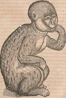 Picture 63 of 80 from Conradi Gesneri medici Tigurini Historiæ animalium Lib. I. de quadrupedibus uiuiparis : opus philosophis, medicis, grammaticis, philologis, poëtis, & omnibus rerum linguarumq́; uariarum studiosis, utilissimum simul iucundissimumq́; futurum .. (1551), leaf 1000