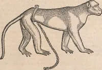 Picture 64 of 80 from Conradi Gesneri medici Tigurini Historiæ animalium Lib. I. de quadrupedibus uiuiparis : opus philosophis, medicis, grammaticis, philologis, poëtis, & omnibus rerum linguarumq́; uariarum studiosis, utilissimum simul iucundissimumq́; futurum .. (1551), leaf 1010