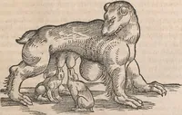 An illustration from Conradi Gesneri medici Tigurini Historiæ animalium Lib. I. de quadrupedibus uiuiparis : opus philosophis, medicis, grammaticis, philologis, poëtis, & omnibus rerum linguarumq́; uariarum studiosis, utilissimum simul iucundissimumq́; futurum .. (1551)