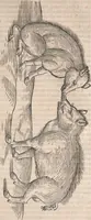 An illustration from Conradi Gesneri medici Tigurini Historiæ animalium Lib. I. de quadrupedibus uiuiparis : opus philosophis, medicis, grammaticis, philologis, poëtis, & omnibus rerum linguarumq́; uariarum studiosis, utilissimum simul iucundissimumq́; futurum .. (1551)