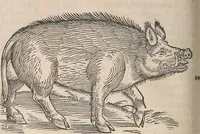 Picture 70 of 80 from Conradi Gesneri medici Tigurini Historiæ animalium Lib. I. de quadrupedibus uiuiparis : opus philosophis, medicis, grammaticis, philologis, poëtis, & omnibus rerum linguarumq́; uariarum studiosis, utilissimum simul iucundissimumq́; futurum .. (1551), leaf 1083