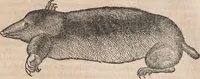 Picture 71 of 80 from Conradi Gesneri medici Tigurini Historiæ animalium Lib. I. de quadrupedibus uiuiparis : opus philosophis, medicis, grammaticis, philologis, poëtis, & omnibus rerum linguarumq́; uariarum studiosis, utilissimum simul iucundissimumq́; futurum .. (1551), leaf 1098