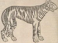 Picture 72 of 80 from Conradi Gesneri medici Tigurini Historiæ animalium Lib. I. de quadrupedibus uiuiparis : opus philosophis, medicis, grammaticis, philologis, poëtis, & omnibus rerum linguarumq́; uariarum studiosis, utilissimum simul iucundissimumq́; futurum .. (1551), leaf 1103