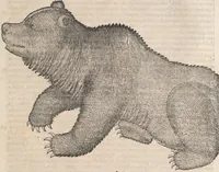 Picture 73 of 80 from Conradi Gesneri medici Tigurini Historiæ animalium Lib. I. de quadrupedibus uiuiparis : opus philosophis, medicis, grammaticis, philologis, poëtis, & omnibus rerum linguarumq́; uariarum studiosis, utilissimum simul iucundissimumq́; futurum .. (1551), leaf 1108