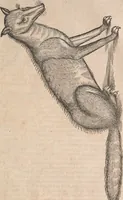 Picture 74 of 80 from Conradi Gesneri medici Tigurini Historiæ animalium Lib. I. de quadrupedibus uiuiparis : opus philosophis, medicis, grammaticis, philologis, poëtis, & omnibus rerum linguarumq́; uariarum studiosis, utilissimum simul iucundissimumq́; futurum .. (1551), leaf 1124