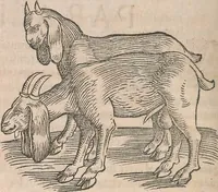 Picture 75 of 80 from Conradi Gesneri medici Tigurini Historiæ animalium Lib. I. de quadrupedibus uiuiparis : opus philosophis, medicis, grammaticis, philologis, poëtis, & omnibus rerum linguarumq́; uariarum studiosis, utilissimum simul iucundissimumq́; futurum .. (1551), leaf 1141