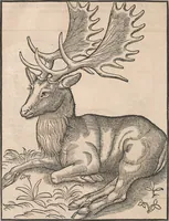 An illustration from Conradi Gesneri medici Tigurini Historiæ animalium Lib. I. de quadrupedibus uiuiparis : opus philosophis, medicis, grammaticis, philologis, poëtis, & omnibus rerum linguarumq́; uariarum studiosis, utilissimum simul iucundissimumq́; futurum .. (1551)