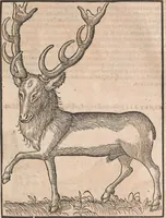 An illustration from Conradi Gesneri medici Tigurini Historiæ animalium Lib. I. de quadrupedibus uiuiparis : opus philosophis, medicis, grammaticis, philologis, poëtis, & omnibus rerum linguarumq́; uariarum studiosis, utilissimum simul iucundissimumq́; futurum .. (1551)