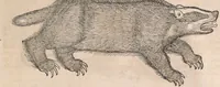 Picture 79 of 80 from Conradi Gesneri medici Tigurini Historiæ animalium Lib. I. de quadrupedibus uiuiparis : opus philosophis, medicis, grammaticis, philologis, poëtis, & omnibus rerum linguarumq́; uariarum studiosis, utilissimum simul iucundissimumq́; futurum .. (1551), leaf 1146