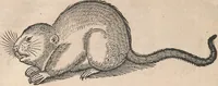 An illustration from Conradi Gesneri medici Tigurini Historiæ animalium Lib. I. de quadrupedibus uiuiparis : opus philosophis, medicis, grammaticis, philologis, poëtis, & omnibus rerum linguarumq́; uariarum studiosis, utilissimum simul iucundissimumq́; futurum .. (1551)