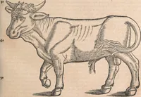 Picture 10 of 80 from Conradi Gesneri medici Tigurini Historiæ animalium Lib. I. de quadrupedibus uiuiparis : opus philosophis, medicis, grammaticis, philologis, poëtis, & omnibus rerum linguarumq́; uariarum studiosis, utilissimum simul iucundissimumq́; futurum .. (1551), leaf 146