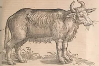 Picture 11 of 80 from Conradi Gesneri medici Tigurini Historiæ animalium Lib. I. de quadrupedibus uiuiparis : opus philosophis, medicis, grammaticis, philologis, poëtis, & omnibus rerum linguarumq́; uariarum studiosis, utilissimum simul iucundissimumq́; futurum .. (1551), leaf 182