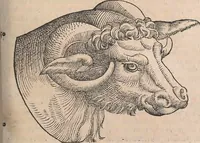 Picture 12 of 80 from Conradi Gesneri medici Tigurini Historiæ animalium Lib. I. de quadrupedibus uiuiparis : opus philosophis, medicis, grammaticis, philologis, poëtis, & omnibus rerum linguarumq́; uariarum studiosis, utilissimum simul iucundissimumq́; futurum .. (1551), leaf 188
