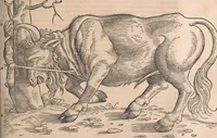 Picture 13 of 80 from Conradi Gesneri medici Tigurini Historiæ animalium Lib. I. de quadrupedibus uiuiparis : opus philosophis, medicis, grammaticis, philologis, poëtis, & omnibus rerum linguarumq́; uariarum studiosis, utilissimum simul iucundissimumq́; futurum .. (1551), leaf 200