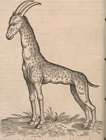 Picture 14 of 80 from Conradi Gesneri medici Tigurini Historiæ animalium Lib. I. de quadrupedibus uiuiparis : opus philosophis, medicis, grammaticis, philologis, poëtis, & omnibus rerum linguarumq́; uariarum studiosis, utilissimum simul iucundissimumq́; futurum .. (1551), leaf 203