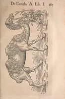 Picture 15 of 80 from Conradi Gesneri medici Tigurini Historiæ animalium Lib. I. de quadrupedibus uiuiparis : opus philosophis, medicis, grammaticis, philologis, poëtis, & omnibus rerum linguarumq́; uariarum studiosis, utilissimum simul iucundissimumq́; futurum .. (1551), leaf 206