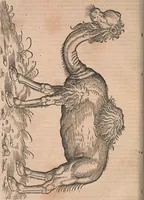 Picture 16 of 80 from Conradi Gesneri medici Tigurini Historiæ animalium Lib. I. de quadrupedibus uiuiparis : opus philosophis, medicis, grammaticis, philologis, poëtis, & omnibus rerum linguarumq́; uariarum studiosis, utilissimum simul iucundissimumq́; futurum .. (1551), leaf 215