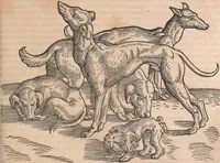 Picture 17 of 80 from Conradi Gesneri medici Tigurini Historiæ animalium Lib. I. de quadrupedibus uiuiparis : opus philosophis, medicis, grammaticis, philologis, poëtis, & omnibus rerum linguarumq́; uariarum studiosis, utilissimum simul iucundissimumq́; futurum .. (1551), leaf 216