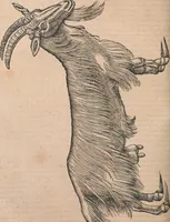 Picture 18 of 80 from Conradi Gesneri medici Tigurini Historiæ animalium Lib. I. de quadrupedibus uiuiparis : opus philosophis, medicis, grammaticis, philologis, poëtis, & omnibus rerum linguarumq́; uariarum studiosis, utilissimum simul iucundissimumq́; futurum .. (1551), leaf 313