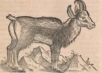 Picture 19 of 80 from Conradi Gesneri medici Tigurini Historiæ animalium Lib. I. de quadrupedibus uiuiparis : opus philosophis, medicis, grammaticis, philologis, poëtis, & omnibus rerum linguarumq́; uariarum studiosis, utilissimum simul iucundissimumq́; futurum .. (1551), leaf 362