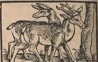 An illustration from Conradi Gesneri medici Tigurini Historiæ animalium Lib. I. de quadrupedibus uiuiparis : opus philosophis, medicis, grammaticis, philologis, poëtis, & omnibus rerum linguarumq́; uariarum studiosis, utilissimum simul iucundissimumq́; futurum .. (1551)