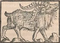 Picture 21 of 80 from Conradi Gesneri medici Tigurini Historiæ animalium Lib. I. de quadrupedibus uiuiparis : opus philosophis, medicis, grammaticis, philologis, poëtis, & omnibus rerum linguarumq́; uariarum studiosis, utilissimum simul iucundissimumq́; futurum .. (1551), leaf 374