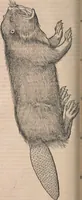Picture 22 of 80 from Conradi Gesneri medici Tigurini Historiæ animalium Lib. I. de quadrupedibus uiuiparis : opus philosophis, medicis, grammaticis, philologis, poëtis, & omnibus rerum linguarumq́; uariarum studiosis, utilissimum simul iucundissimumq́; futurum .. (1551), leaf 379