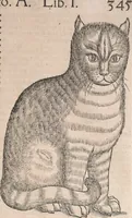 An illustration from Conradi Gesneri medici Tigurini Historiæ animalium Lib. I. de quadrupedibus uiuiparis : opus philosophis, medicis, grammaticis, philologis, poëtis, & omnibus rerum linguarumq́; uariarum studiosis, utilissimum simul iucundissimumq́; futurum .. (1551)