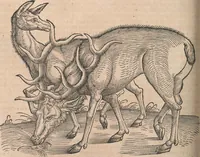 An illustration from Conradi Gesneri medici Tigurini Historiæ animalium Lib. I. de quadrupedibus uiuiparis : opus philosophis, medicis, grammaticis, philologis, poëtis, & omnibus rerum linguarumq́; uariarum studiosis, utilissimum simul iucundissimumq́; futurum .. (1551)