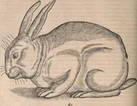 An illustration from Conradi Gesneri medici Tigurini Historiæ animalium Lib. I. de quadrupedibus uiuiparis : opus philosophis, medicis, grammaticis, philologis, poëtis, & omnibus rerum linguarumq́; uariarum studiosis, utilissimum simul iucundissimumq́; futurum .. (1551)